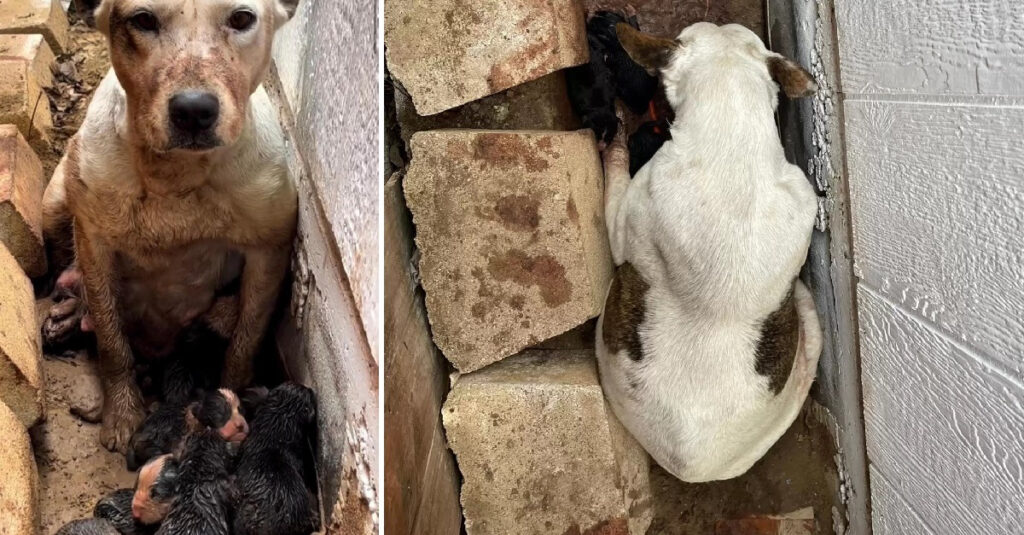 La maman chien Kaia et ses chiots abandonnés dans un fossé : découvrez leur incroyable sauvetage