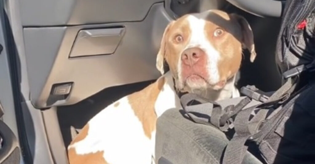 Regardez cette adorable vidéo d’un chien sautant dans la voiture d’une inconnue et le message émouvant qu’elle lance pour l’adopter!