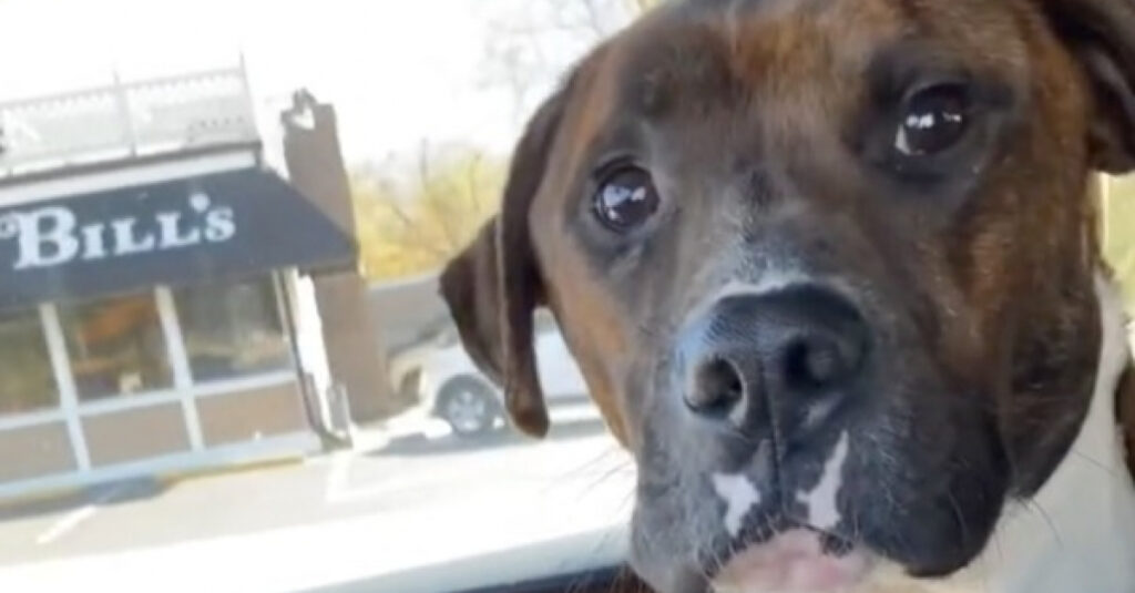 Regardez cette vidéo émouvante : ce chien adopté ne quitte plus des yeux sa maman !