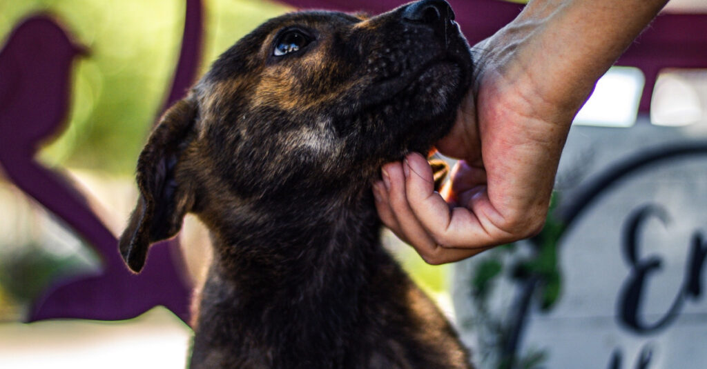 URGENT : Découvrez comment l’association YouCare compte révolutionner le coût des frais vétérinaires ! 🚨