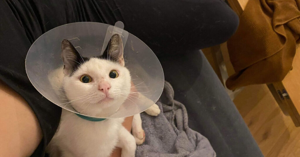 « Un chat courageux survit à une intervention chirurgicale de 20 cm de côlon – Incroyable vidéo ! »