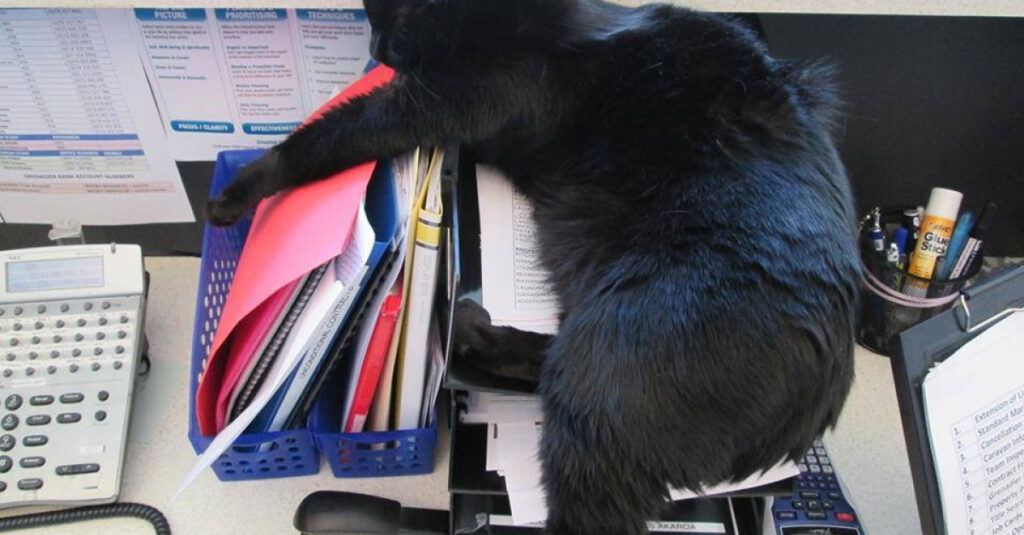 Un chat de bureau adoré abandonné au refuge par une mystérieuse inconnue : voici ce qui s’est réellement passé !