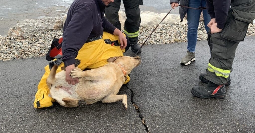 Un passant risque sa vie pour sauver un chien du gel – Regardez l’incroyable sauvetage!