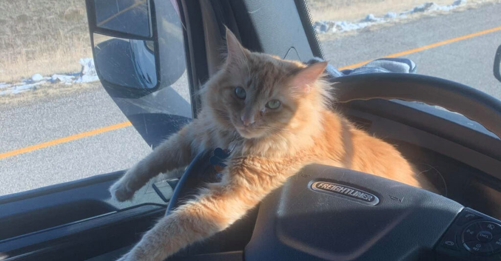Urgent : La communauté en alerte pour sauver le chat d’un routier abandonné près de l’autoroute!