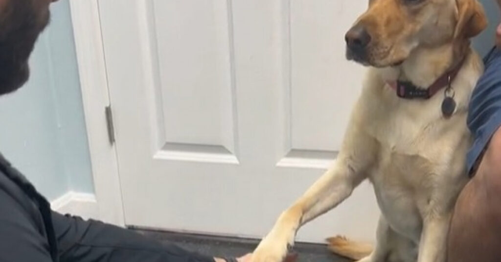 VIDEO : Ce Labrador surprend tout le monde en tendant sa patte blessée au vétérinaire ! Incroyable !