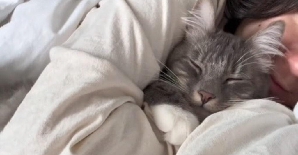 VIDÉO: Ce chat câlin vous fera fondre en l’empêchant de quitter son lit de la plus mignonne des façons