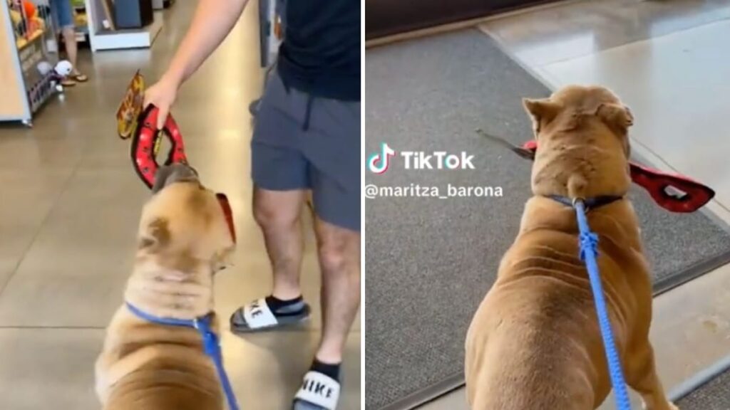 Vidéo : Ce chien tente de voler un jouet en pleine animalerie, vous ne croirez pas ce qui se passe !