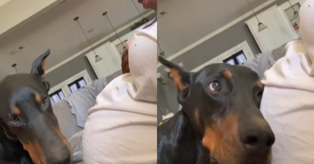 Vidéo : Le Doberman a une réaction incroyable lorsque le bébé donne un coup de pied dans le ventre de sa propriétaire !