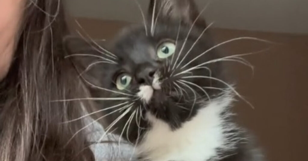 Vidéo : Un chaton découvre les oiseaux pour la première fois, sa réaction est trop mignonne !