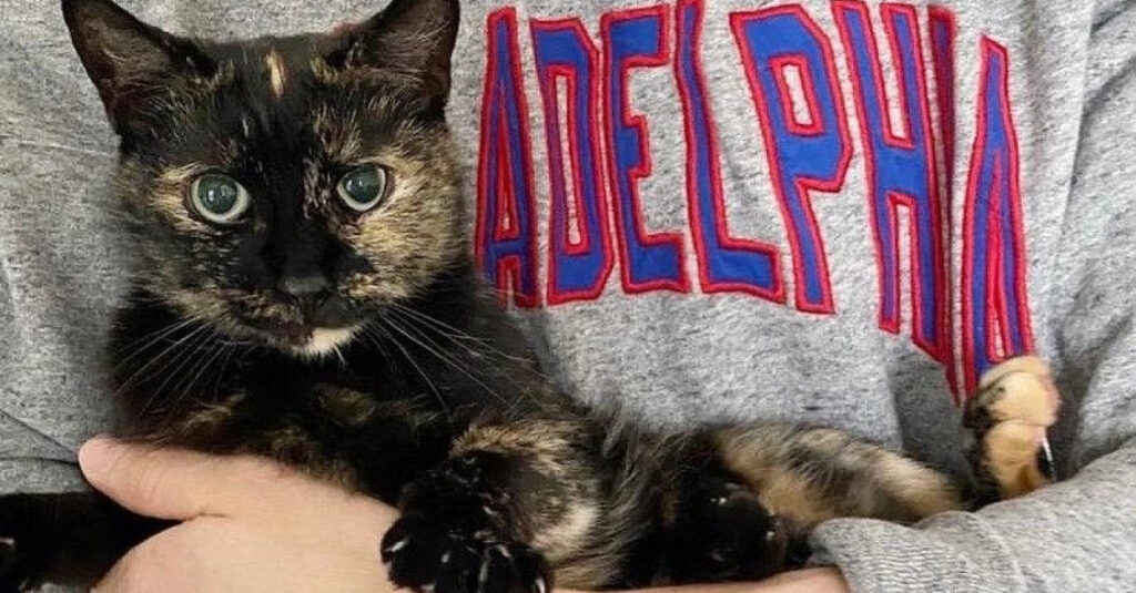 Vidéo choquante : un félin adopté et atteint du sida du chat retourne à la rue un an après sa sauvetage
