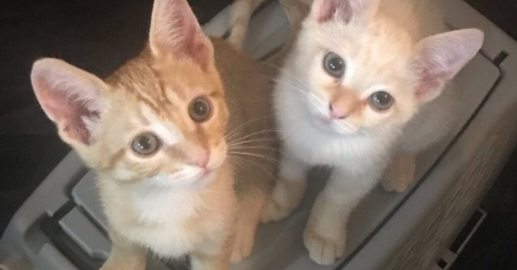 2 chatons trouvés dans une boîte en carton bravent ensemble la vie sauvage