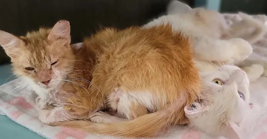 2 chats abandonnés se réunissent pour une incroyable transformation en famille d’accueil!