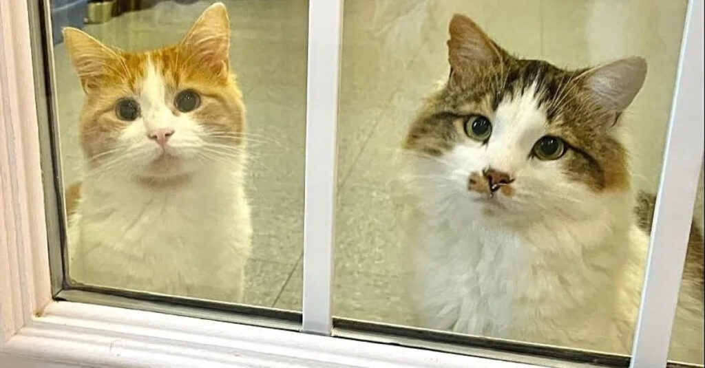 2 chats timides ignorés au refuge, leur incroyable transformation après des mois d’attente va vous émouvoir !