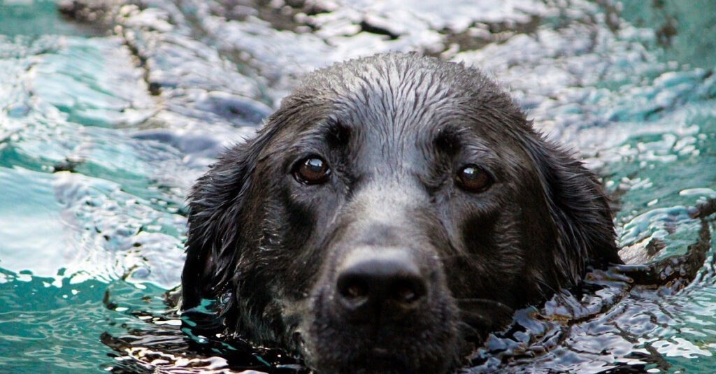 2 hommes risquent leur vie pour sauver un chien de la noyade, vous n’allez pas croire ce qui s’est passé ensuite!