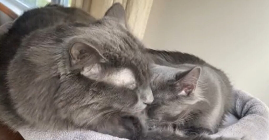 CHOC : Elle présente son chat âgé à son nouveau chaton, mais la réaction de ce dernier va vous étonner ! (vidéo)