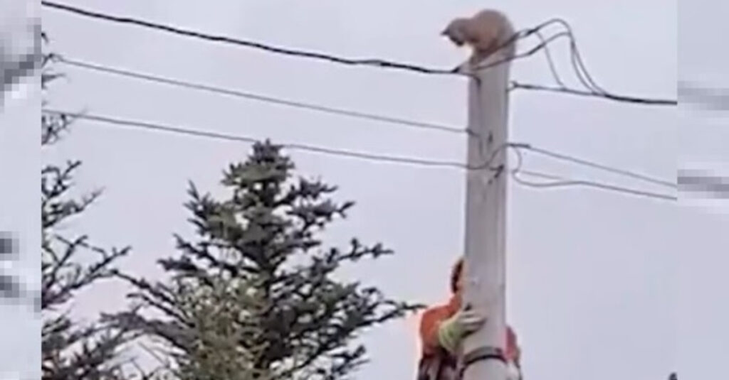 Chat en détresse sur un poteau électrique : l’incroyable sauvetage capturé en vidéo!