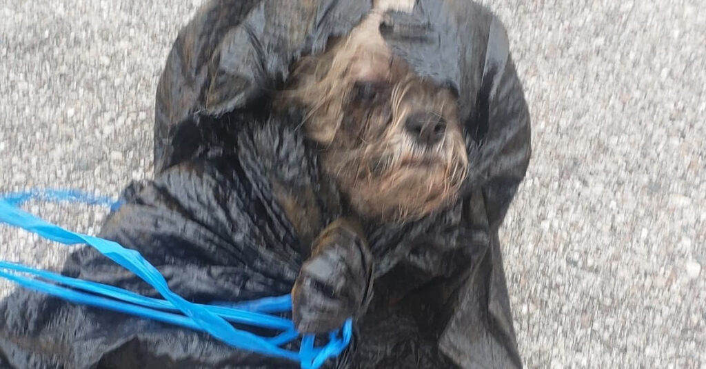 Choc : Débarrassant des voisins décédés, il emballe leur chien vivant dans un sac poubelle !