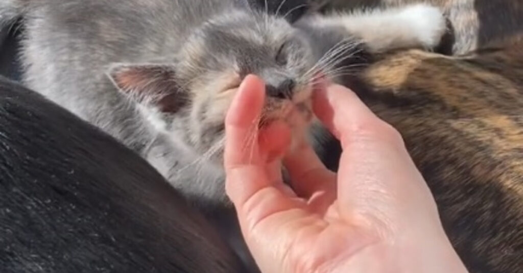 Choc : La propriétaire d’un chien adopte un chaton et découvre leur incroyable réaction (vidéo)