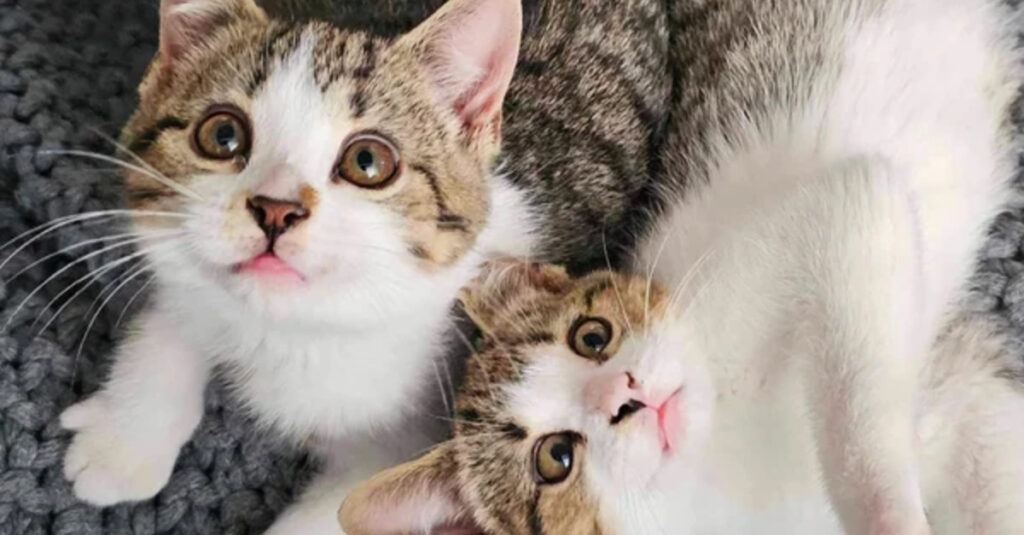 Émouvant : Regardez comment ces 2 chatons surmontent la perte de leur mère et leur sœur !
