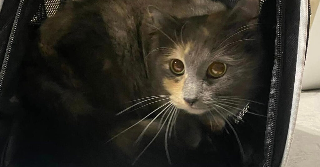Émouvant : une chatte abandonnée livre un cadeau inattendu à ceux qui l’ont sauvée