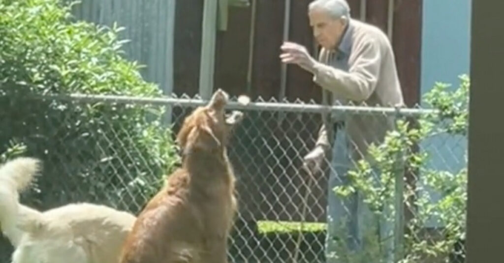 Émouvante vidéo : un homme âgé adore ses 2 Golden Retrievers voisins. Vous n’allez pas croire ce qui se passe ensuite !