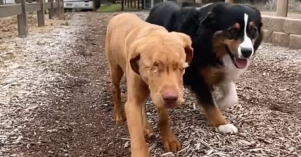 Guide Australien : l’incroyable amitié entre un chien aveugle et son fidèle compagnon