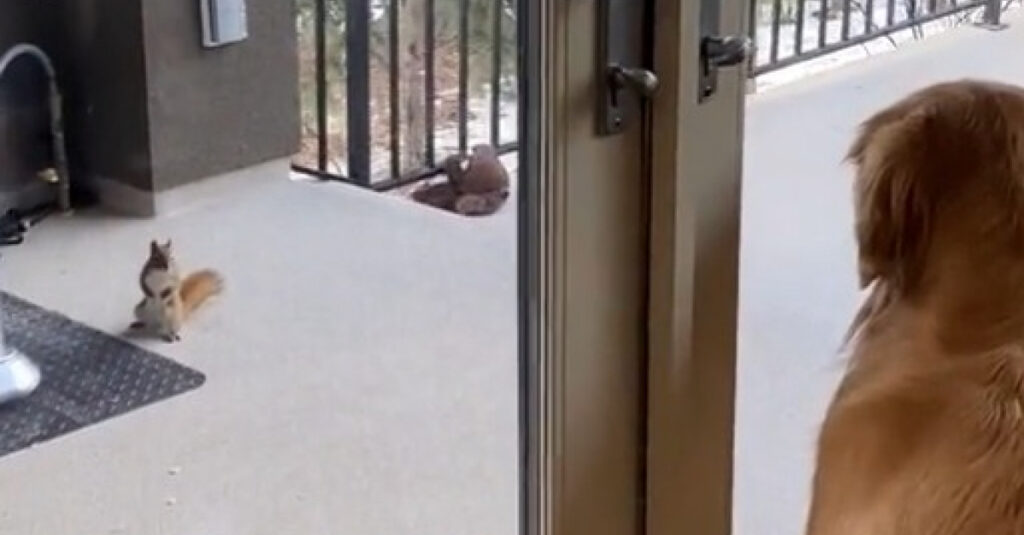 INCROYABLE ! Un écureuil présente ses petits à un Golden Retriever, la raison va vous étonner (vidéo)