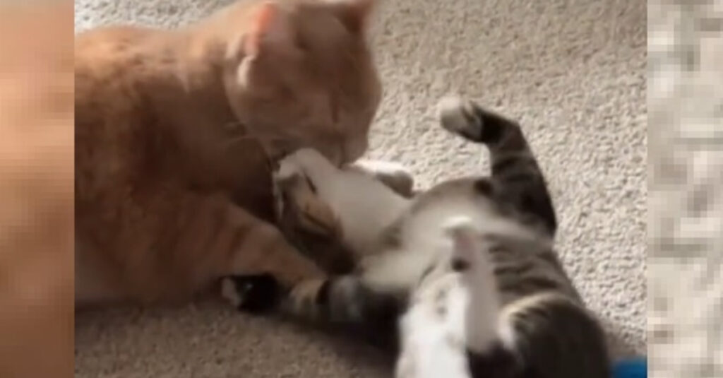 Incroyable ! Ce chat grincheux devient un amour en présence d’un chaton ! Regardez la vidéo!