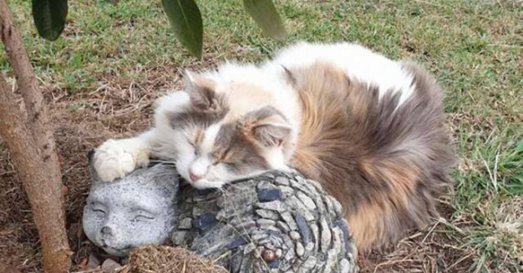 Incroyable ! Découvrez comment cette féline âgée se blottit contre une pierre en forme de chat pour faire ses siestes !