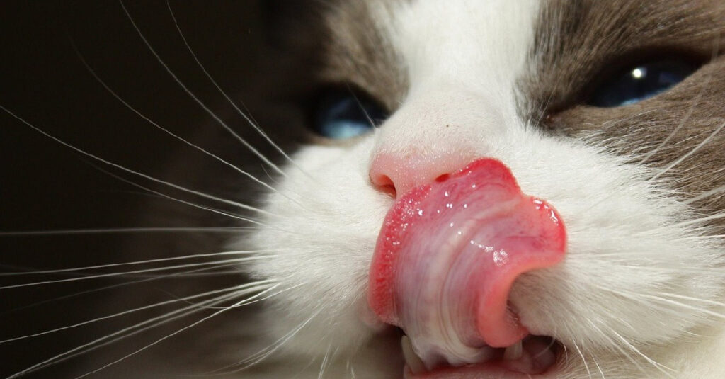 Incroyable : Découvrez la nouvelle gamelle révolutionnaire pour nourrir vos chats, signée Catit !
