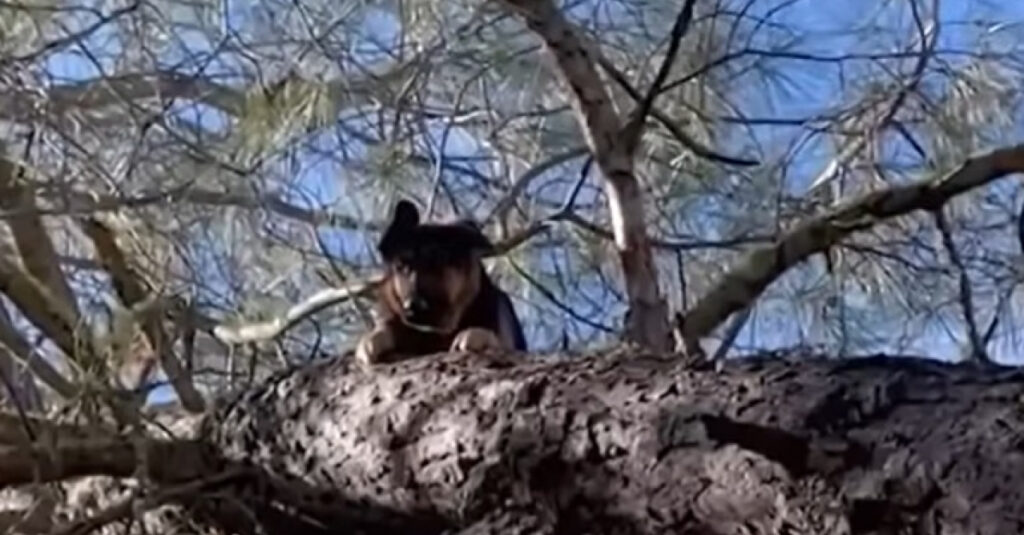 Incroyable ! Un homme surprend un Berger Allemand perché à 8 mètres dans un arbre !