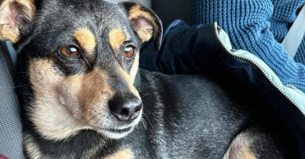 Incroyable : un chien perdu après un accident attire une solidarité incroyable