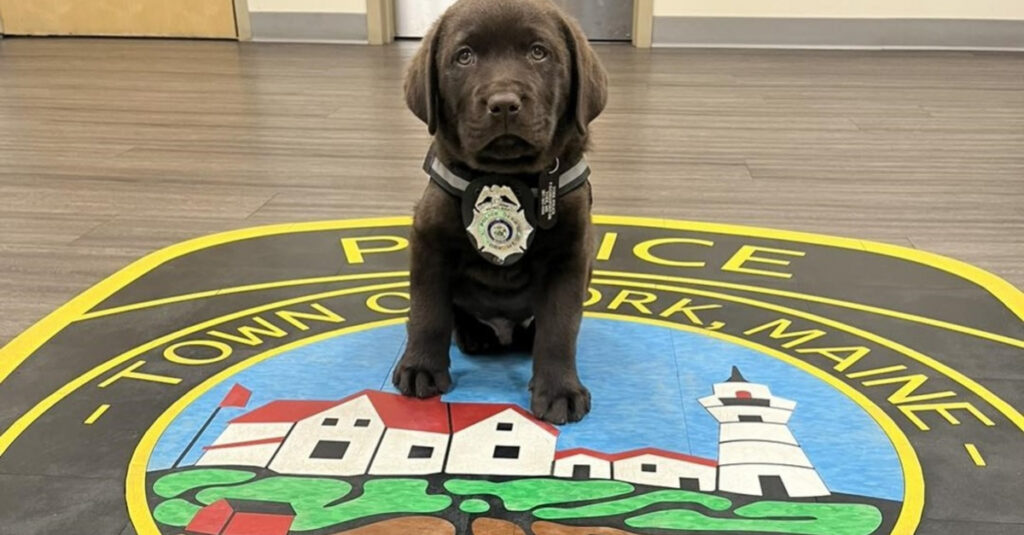 Le nouveau chien de soutien émotionnel de la police devient une star en un temps record !