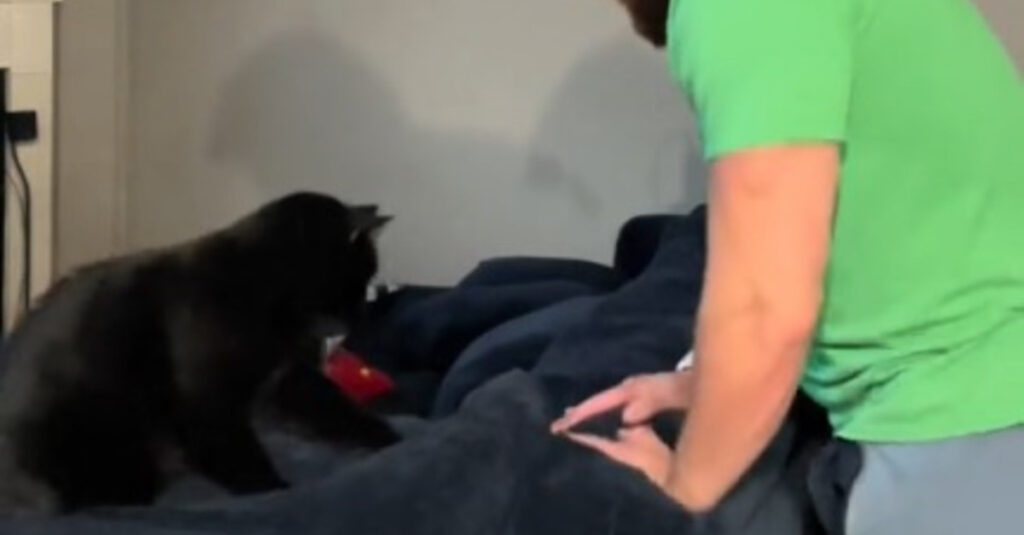 Le secret du pétrissage de chat révélé par cet être félin à son propriétaire ! Regardez la vidéo !