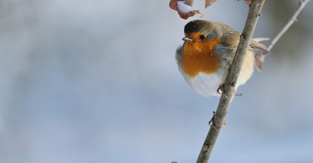 Les nouvelles astuces de Hamiform pour chouchouter vos oiseaux cet hiver vont vous surprendre!