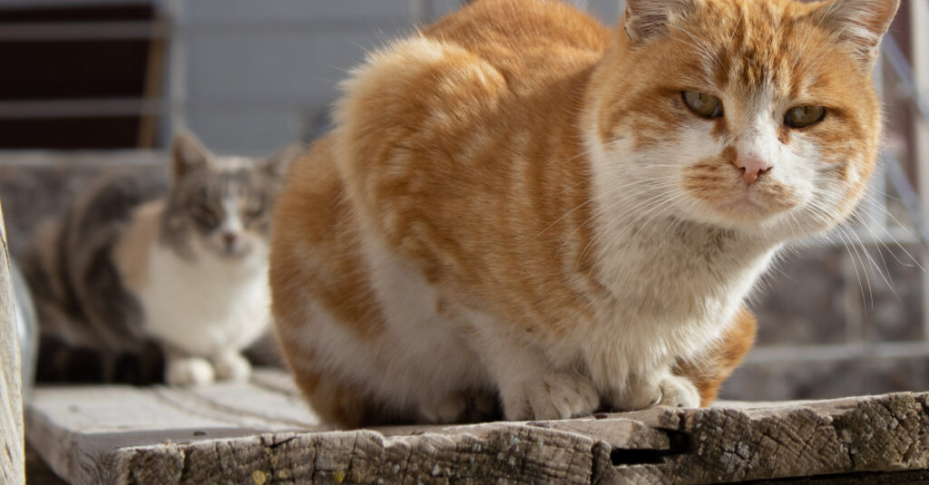 Projet incroyable : une ferme géante pour 200 chats en France ! Découvrez le don qui l’a rendue possible !