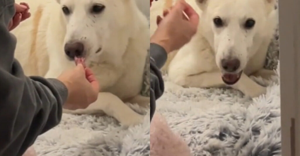 REMARQUABLE : La réaction émouvante d’un chien maltraité découvrant un steak pour la première fois ! 🐶🥩 (vidéo)