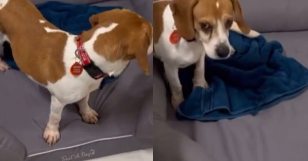 Regardez cette adorable vidéo du tout premier panier de ce Beagle de laboratoire sauvé à 7 ans!