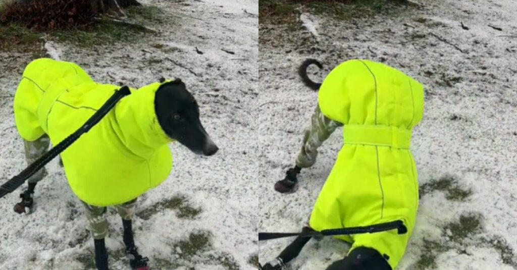 Regardez la réaction adorable de ce chien de refuge à sa première rencontre avec la neige !