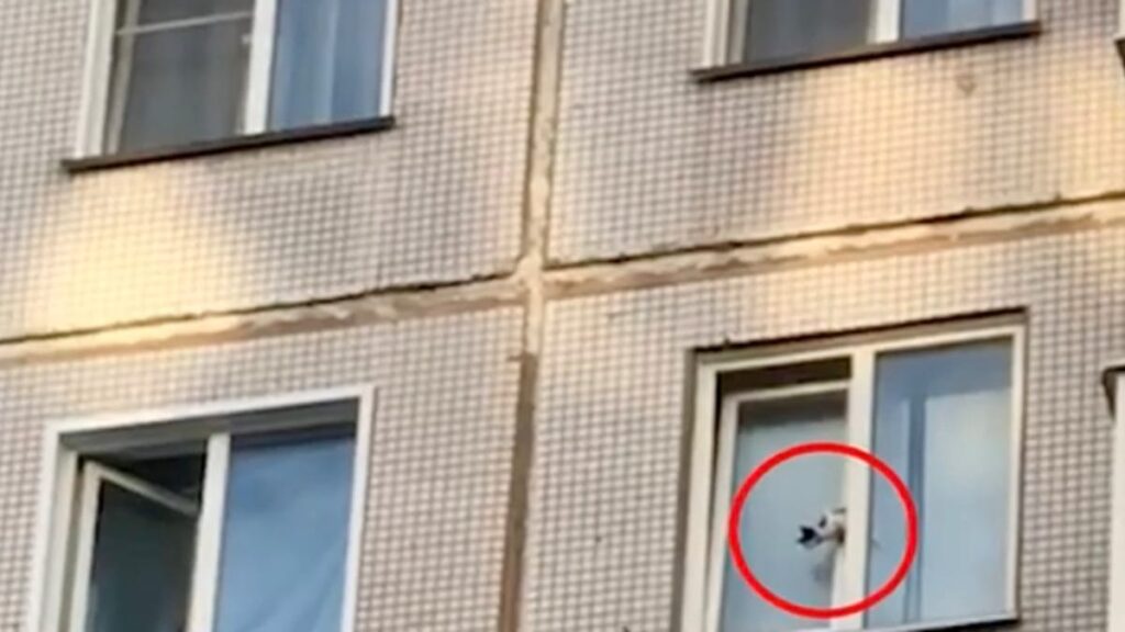 SHOCKING : Une femme délivre un chaton coincé à la fenêtre du 6eme étage (vidéo)