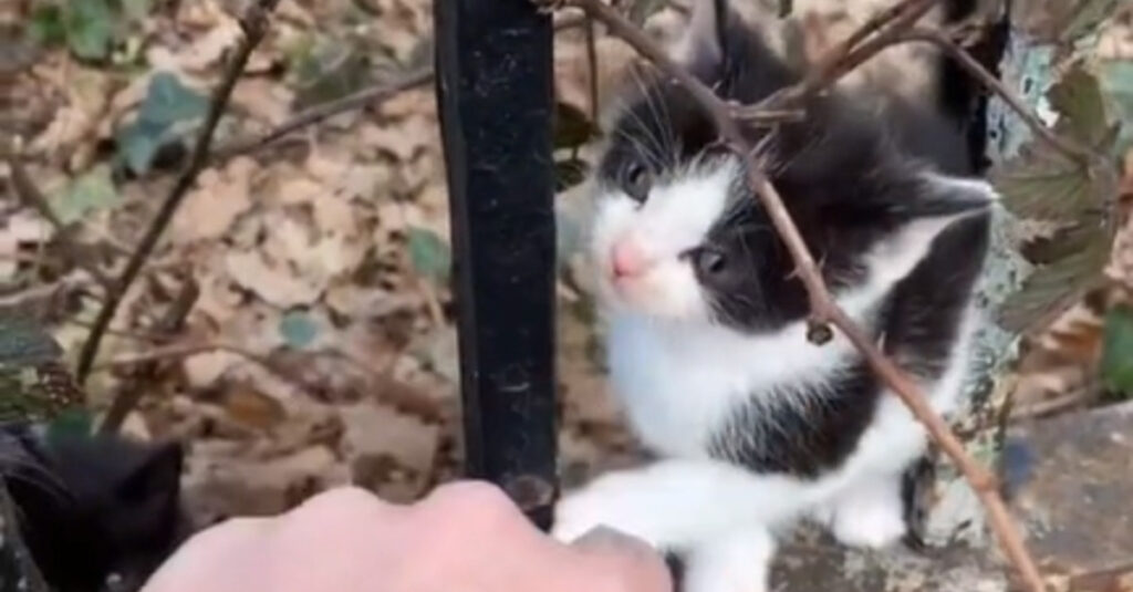 URGENT : Un homme sauve des chatons en détresse près d’un cimetière !