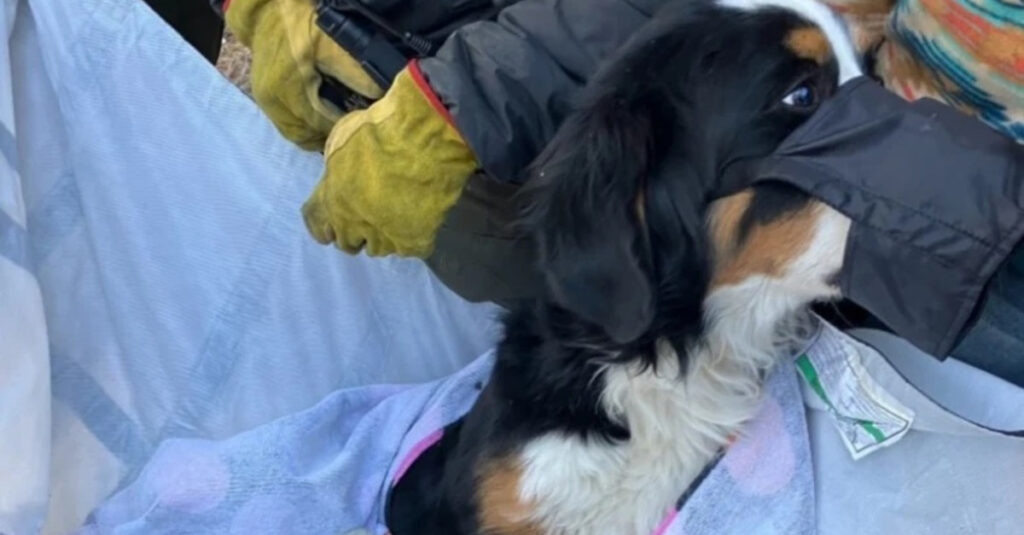 Un vétérinaire célèbre a miraculeusement sauvé la patte de Nova, une chienne blessée en montagne !