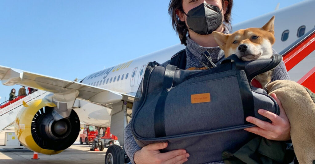 Une compagnie aérienne propose des friandises gourmandes pour les chiens en cabine – À ne pas manquer !