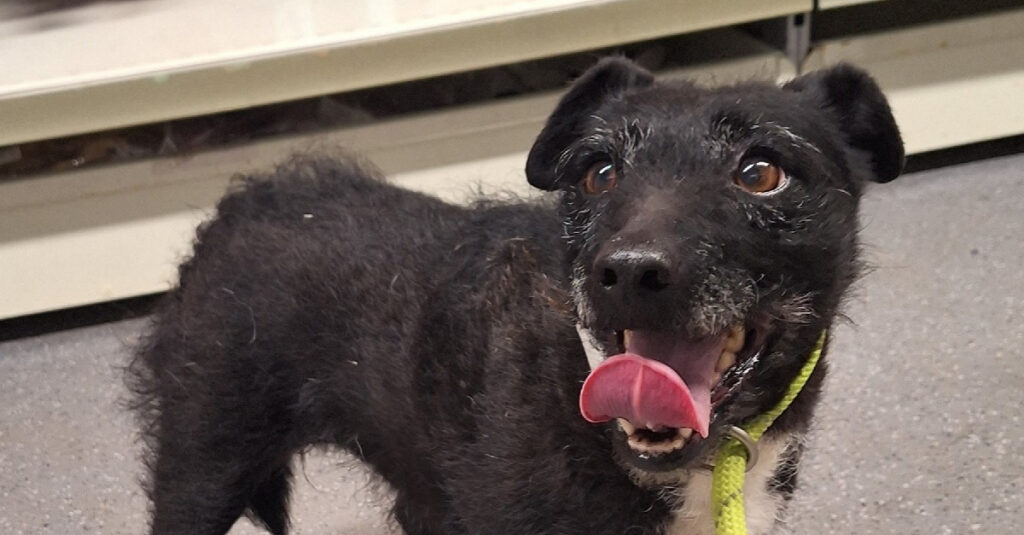Une incroyable chienne errante en fugue depuis 6 ans, retrouvée par une association après des semaines de traque intense