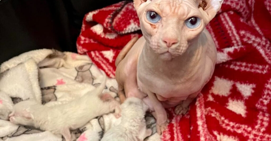 Une maman chat recueille 2 chatons orphelins : la vidéo va vous émouvoir aux larmes !