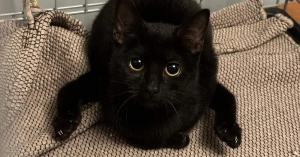 Urgent : Une chatte née sans articulations a besoin de votre aide pour survivre !