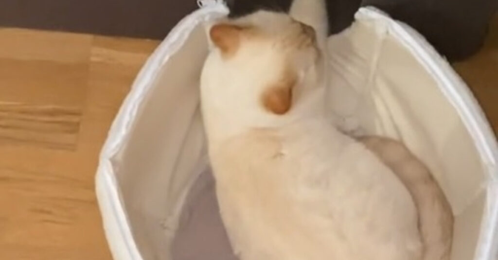 Vidéo : Ce chat mâle brise tous les clichés en aidant sa compagne à allaiter leurs petits