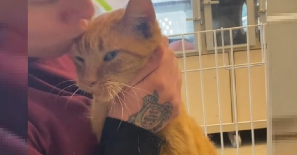 Vidéo : Regardez comment ce chat roux a surmonté une cruauté incroyable pour devenir un symbole d’espoir
