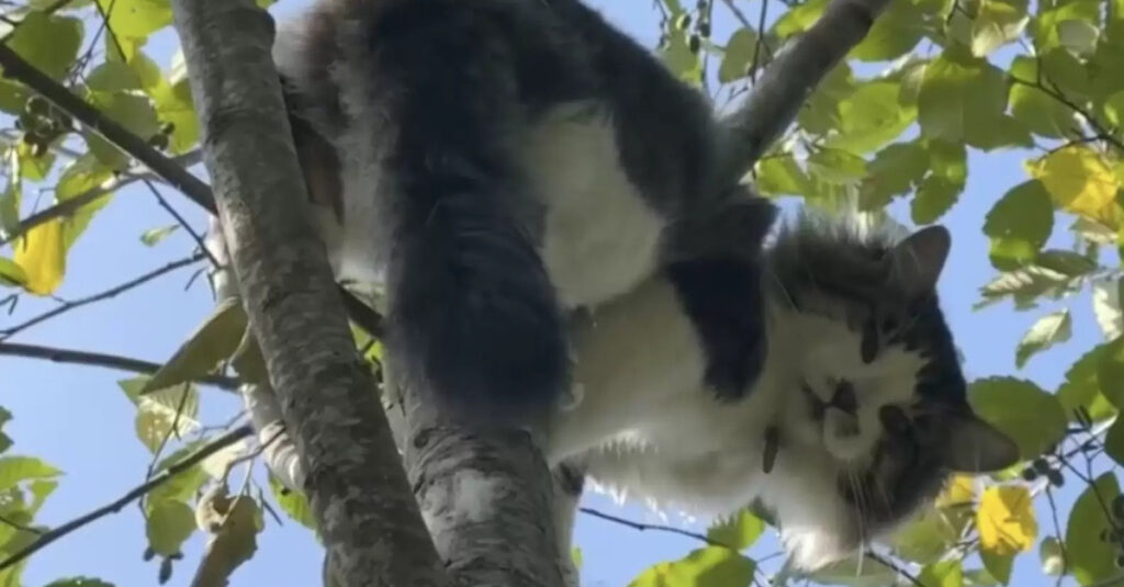 Vidéo : Un spécialiste sauve un chat terrifié coincé en haut d’un arbre – Sa réaction est incroyable !