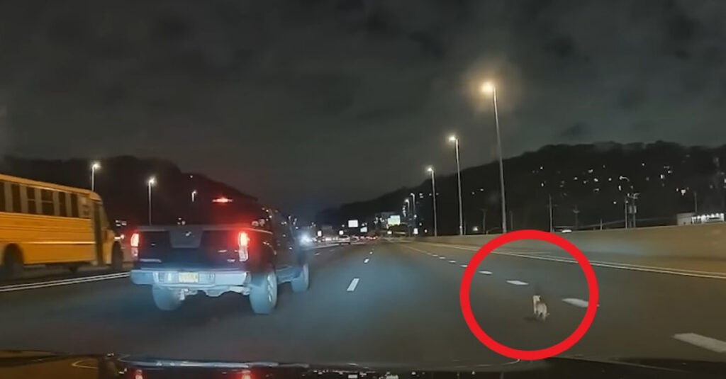 Vidéo choc : Des automobilistes risquent leur vie pour sauver un Chihuahua sur une autoroute !